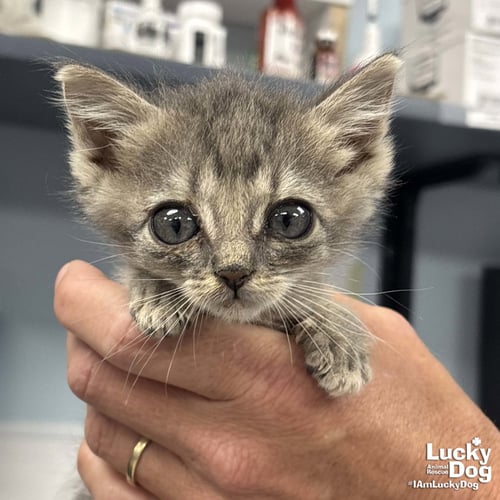 BUG - Domestic Short Hair available for adoption