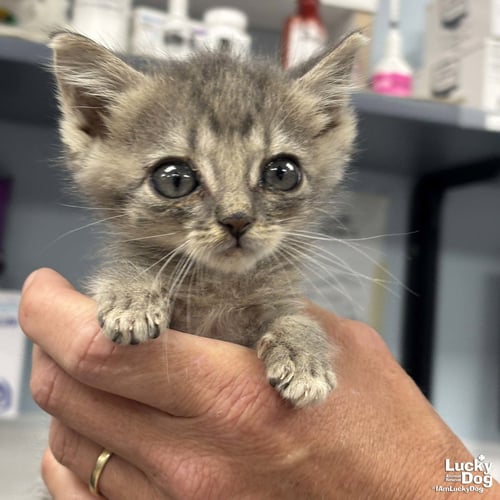 BUG - Domestic Short Hair available for adoption