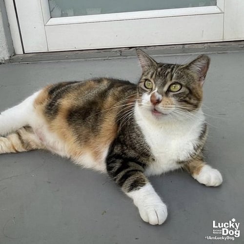 NICOLE - Domestic Short Hair available for adoption