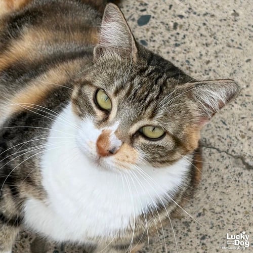 NICOLE - Domestic Short Hair available for adoption