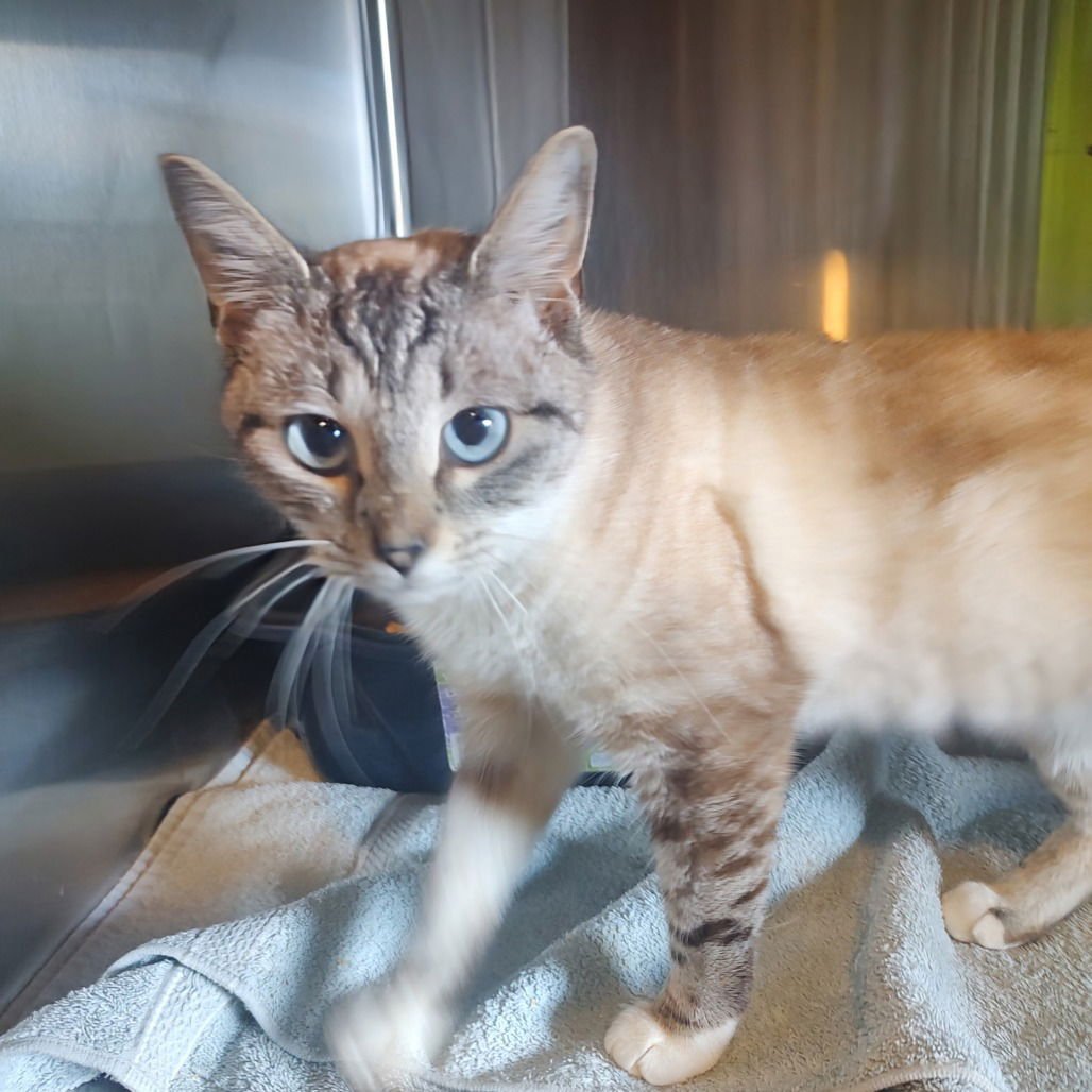 HOMEGIRL - Siamese available for adoption