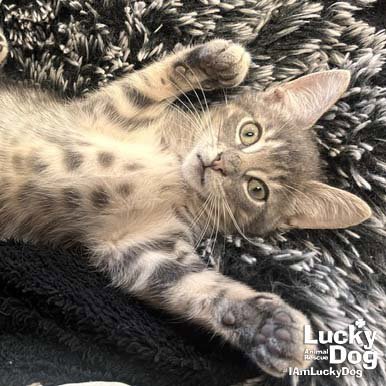 CHRISTIAN - Domestic Short Hair available for adoption