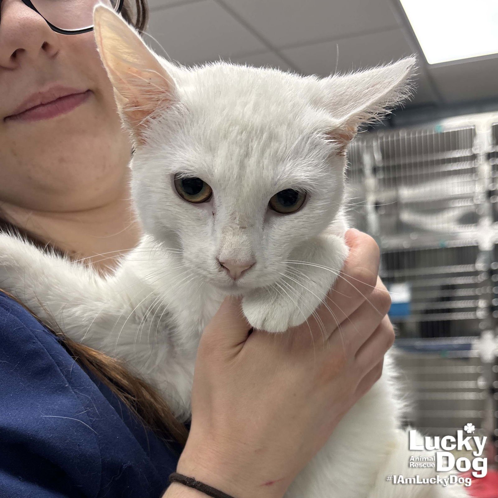 FLUFFER NUTTER - Domestic Short Hair available for adoption