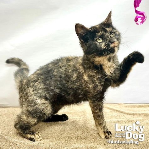 FERGIE - Domestic Short Hair available for adoption