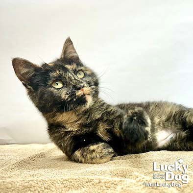 FERGIE - Domestic Short Hair available for adoption