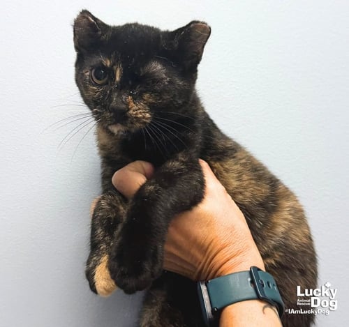 DODGER - Domestic Short Hair available for adoption