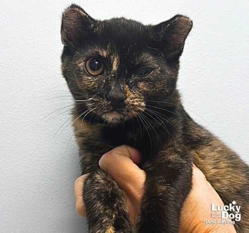 DODGER - Domestic Short Hair available for adoption