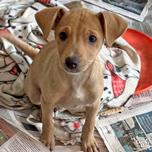 HELEN - Labrador Retriever available for adoption