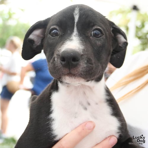 SUGAR - Labrador Retriever / Terrier available for adoption
