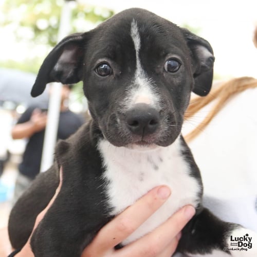 SUGAR - Labrador Retriever / Terrier available for adoption