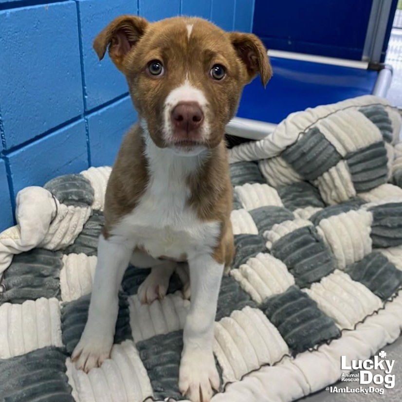 CARMA - Shepherd / Labrador Retriever available for adoption