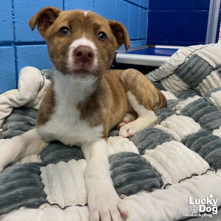 CARMA - Shepherd / Labrador Retriever available for adoption