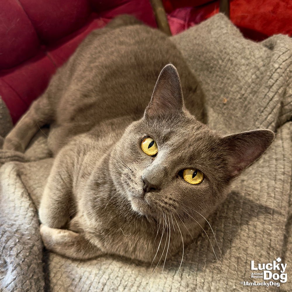 APPLE - Domestic Short Hair available for adoption