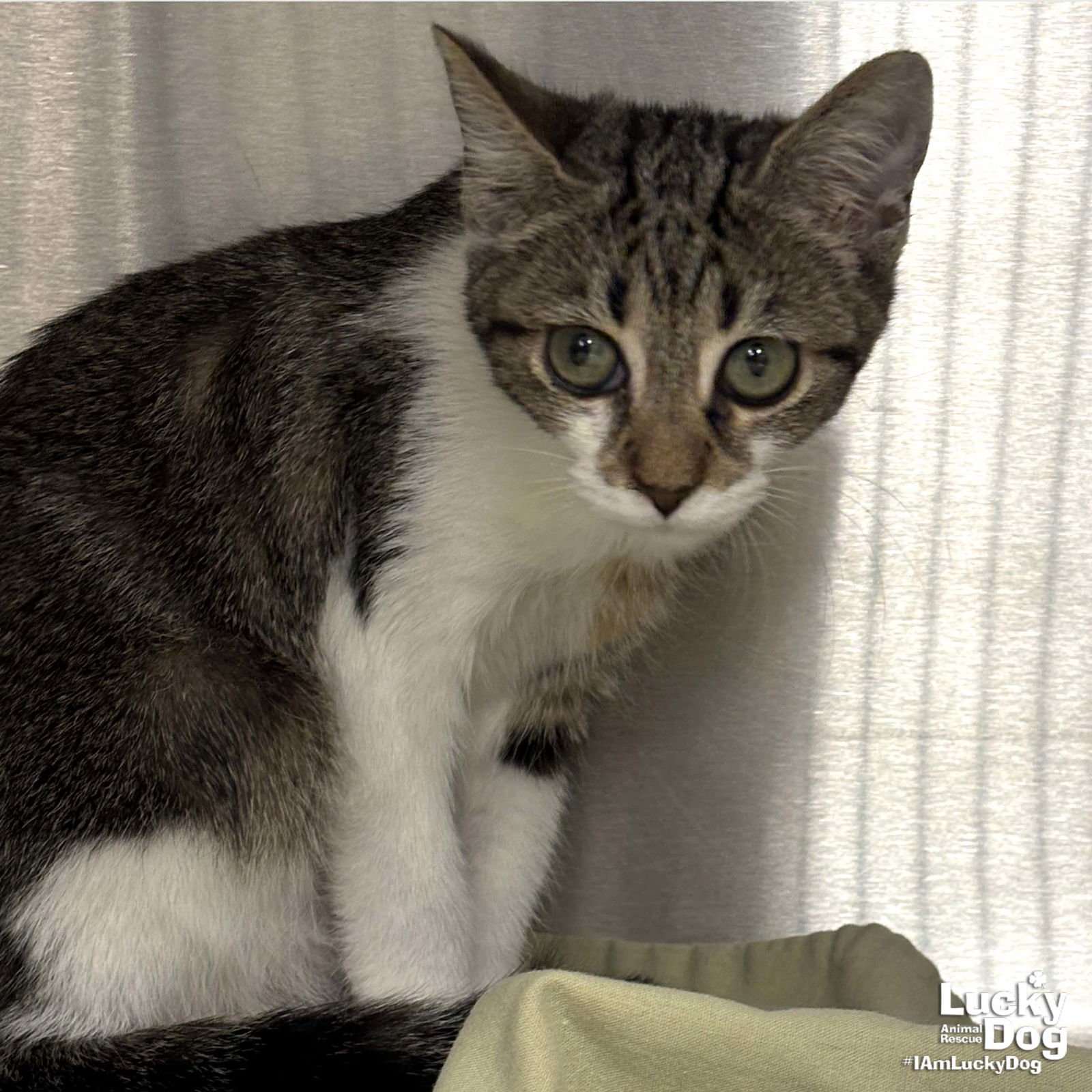 RONNIE - Domestic Short Hair available for adoption