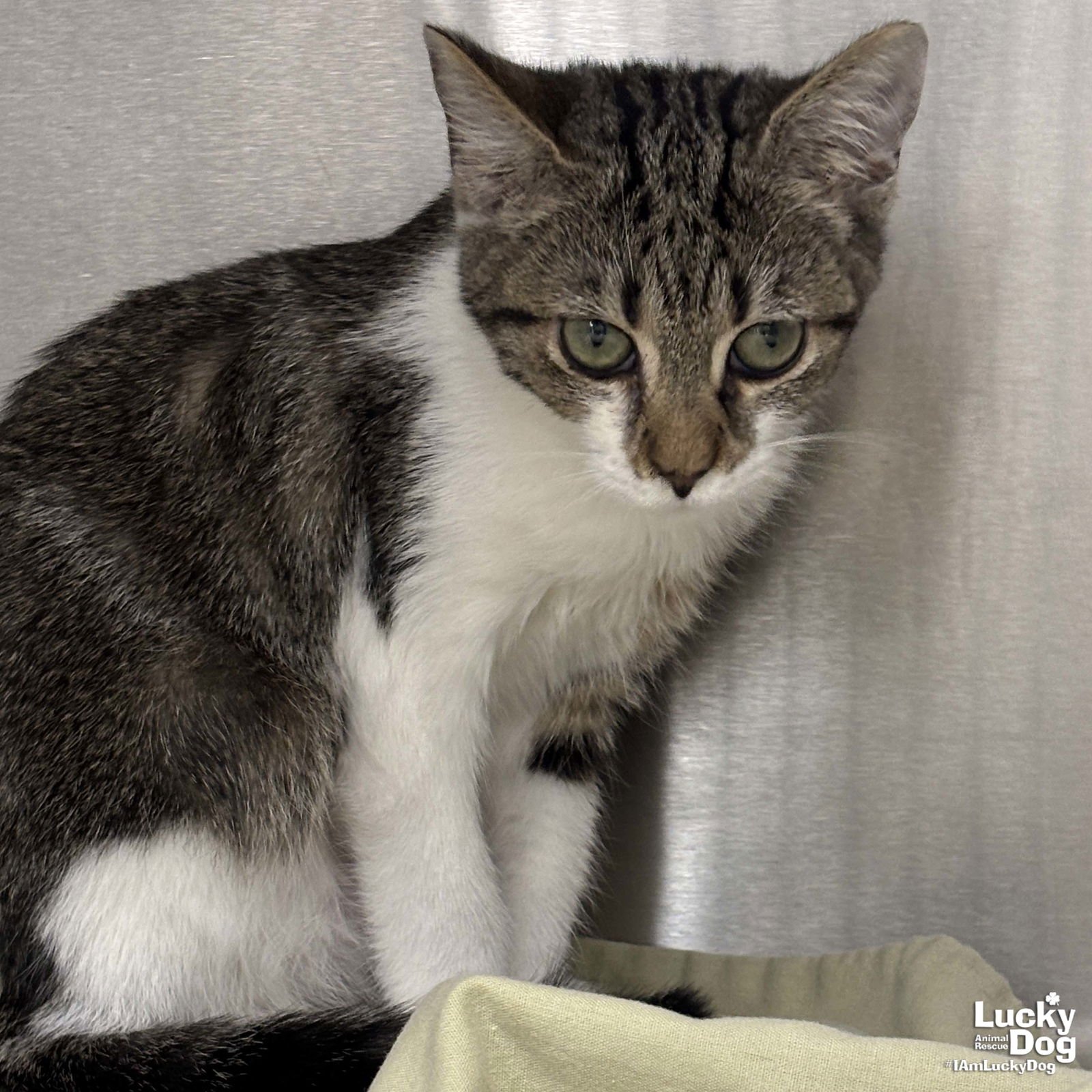 RONNIE - Domestic Short Hair available for adoption