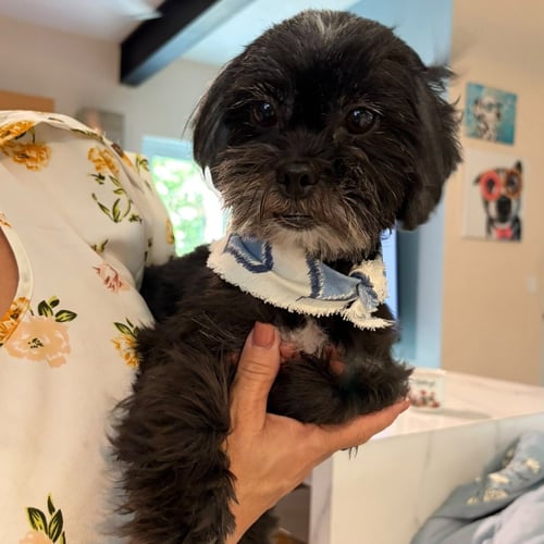 MILA - Shih Tzu available for adoption