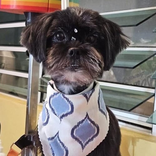 MILA - Shih Tzu available for adoption