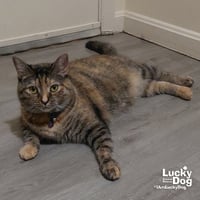Lil Bitsy - Photo 3