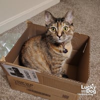 Lil Bitsy - Photo 1