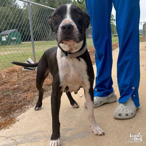 SNOOKIE - Pit Bull Terrier available for adoption