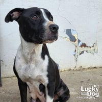 Snookie - Photo 4