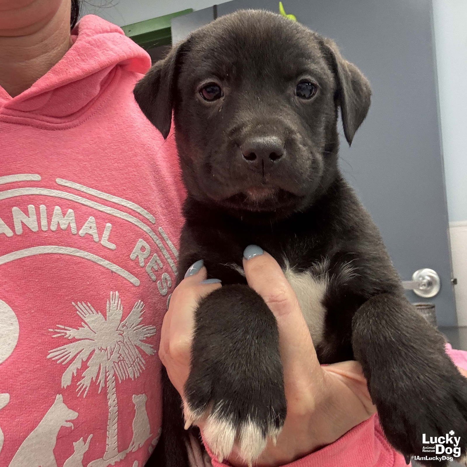 SAGE - Labrador Retriever / Shepherd available for adoption