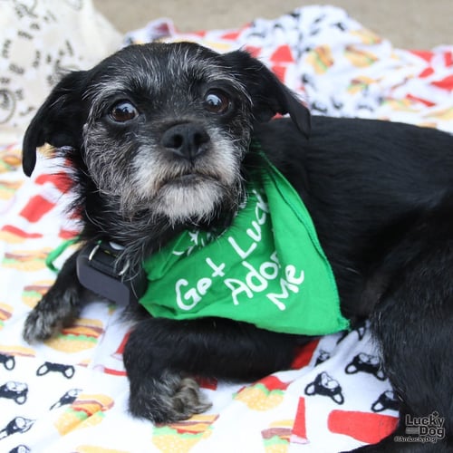 GINGERSNAP - Schnauzer / Terrier available for adoption