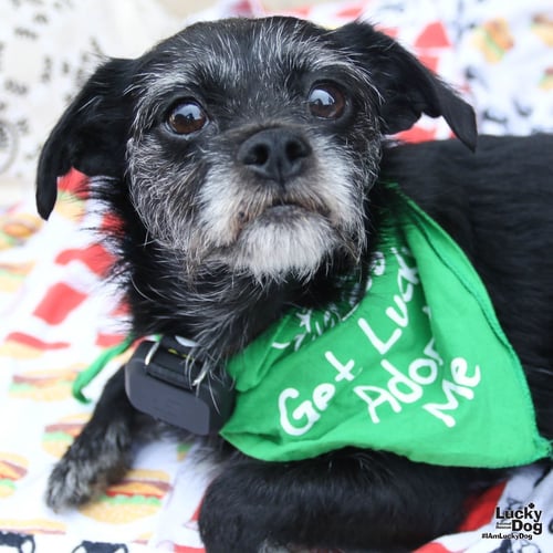GINGERSNAP - Schnauzer / Terrier available for adoption