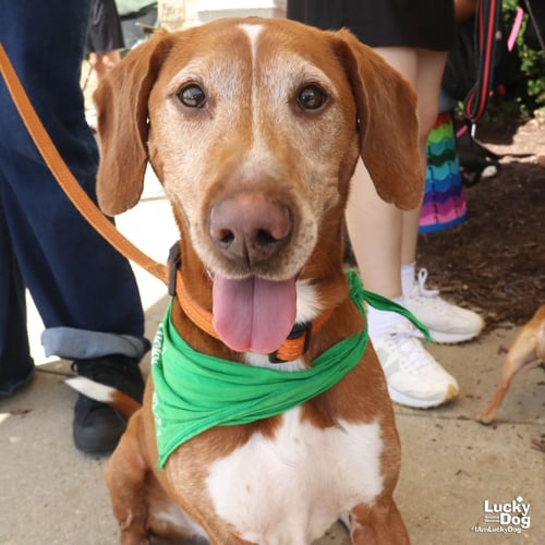 HOURGLASS - Hound available for adoption