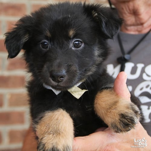 CEDAR - Shetland Sheepdog Sheltie / Shepherd available for adoption