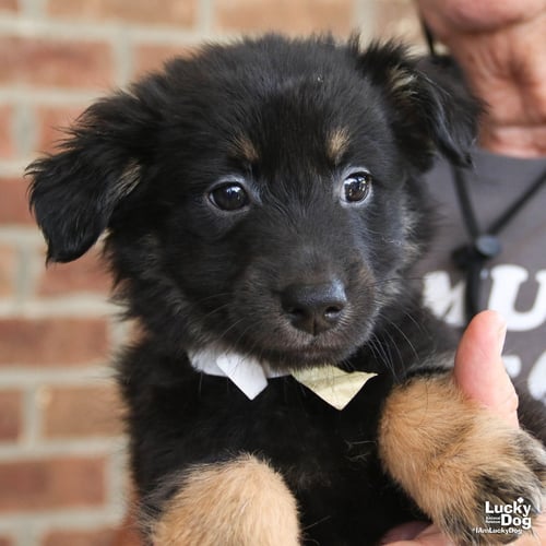 CEDAR - Shetland Sheepdog Sheltie / Shepherd available for adoption