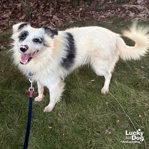 MILES - Sheep Dog / Shetland Sheepdog Sheltie available for adoption