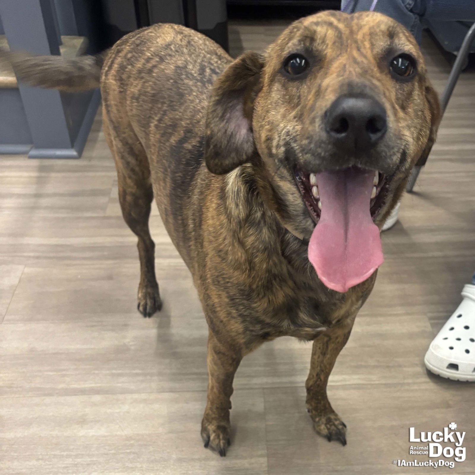 SWIRLS - Beagle / Plott Hound available for adoption