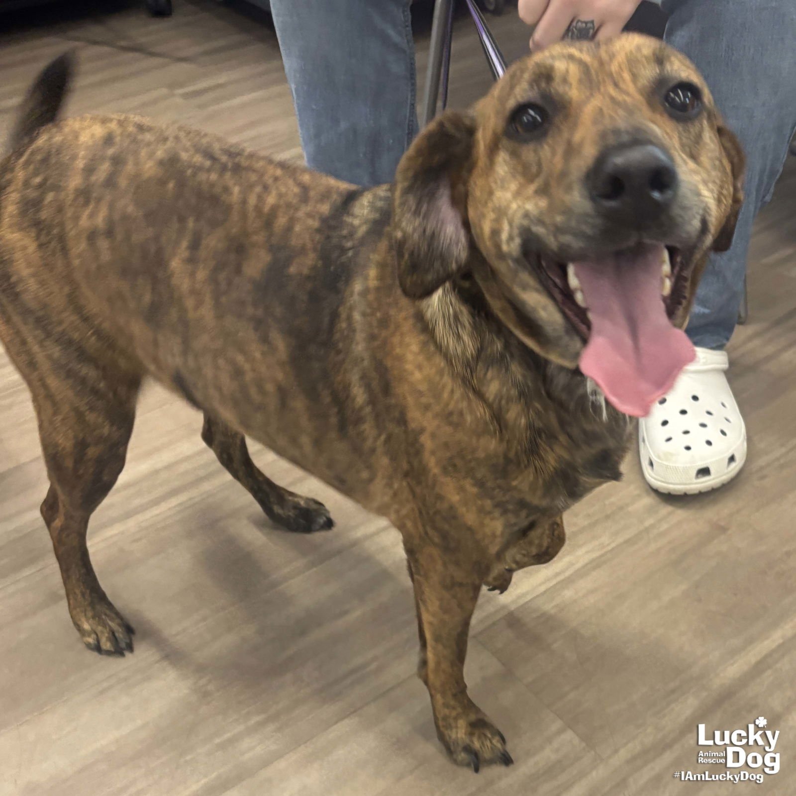 SWIRLS - Beagle / Plott Hound available for adoption