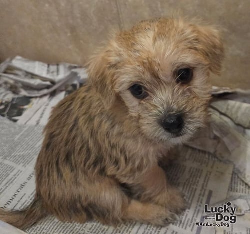 MEARA - Cairn Terrier available for adoption