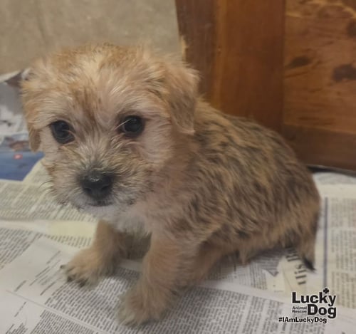 MEARA - Cairn Terrier available for adoption