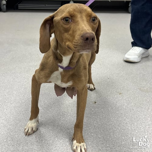 CHARDONNAY - Retriever / Beagle available for adoption