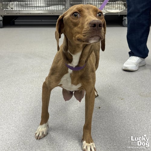 CHARDONNAY - Retriever / Beagle available for adoption