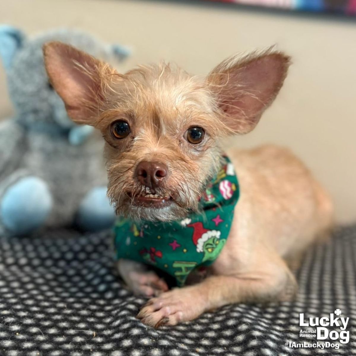 MAGGS - Chihuahua available for adoption