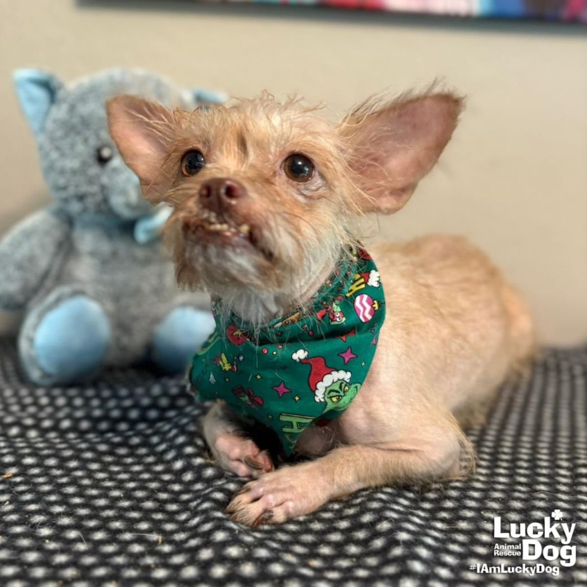 MAGGS - Chihuahua available for adoption