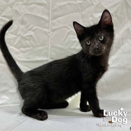 DONNIE - Domestic Short Hair available for adoption