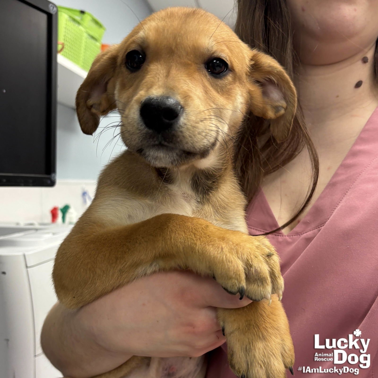 MARIO - Labrador Retriever / Terrier available for adoption