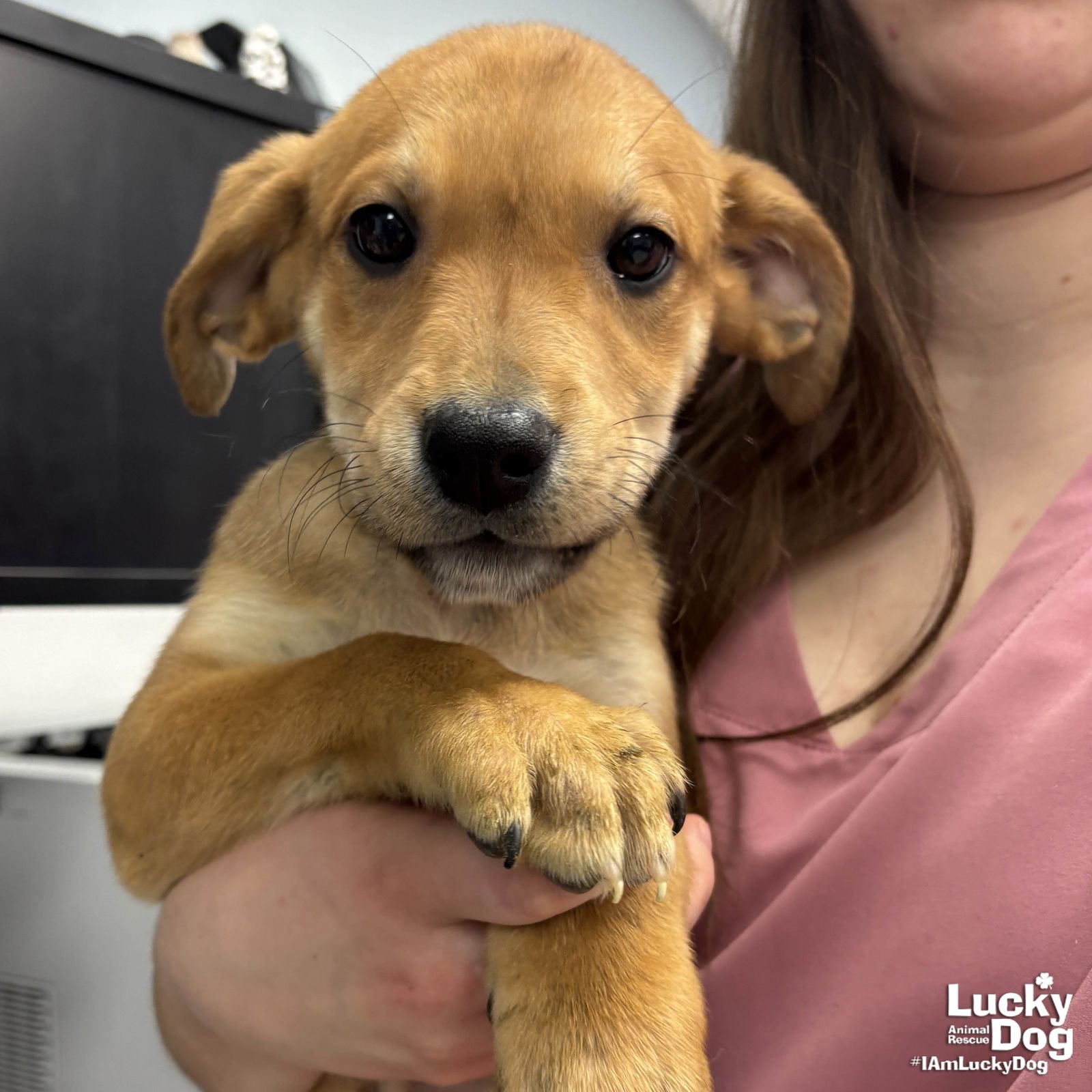 MARIO - Labrador Retriever / Terrier available for adoption