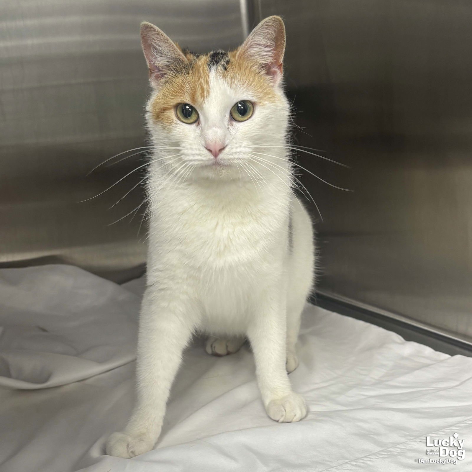 CHATTY CAT - Domestic Short Hair available for adoption