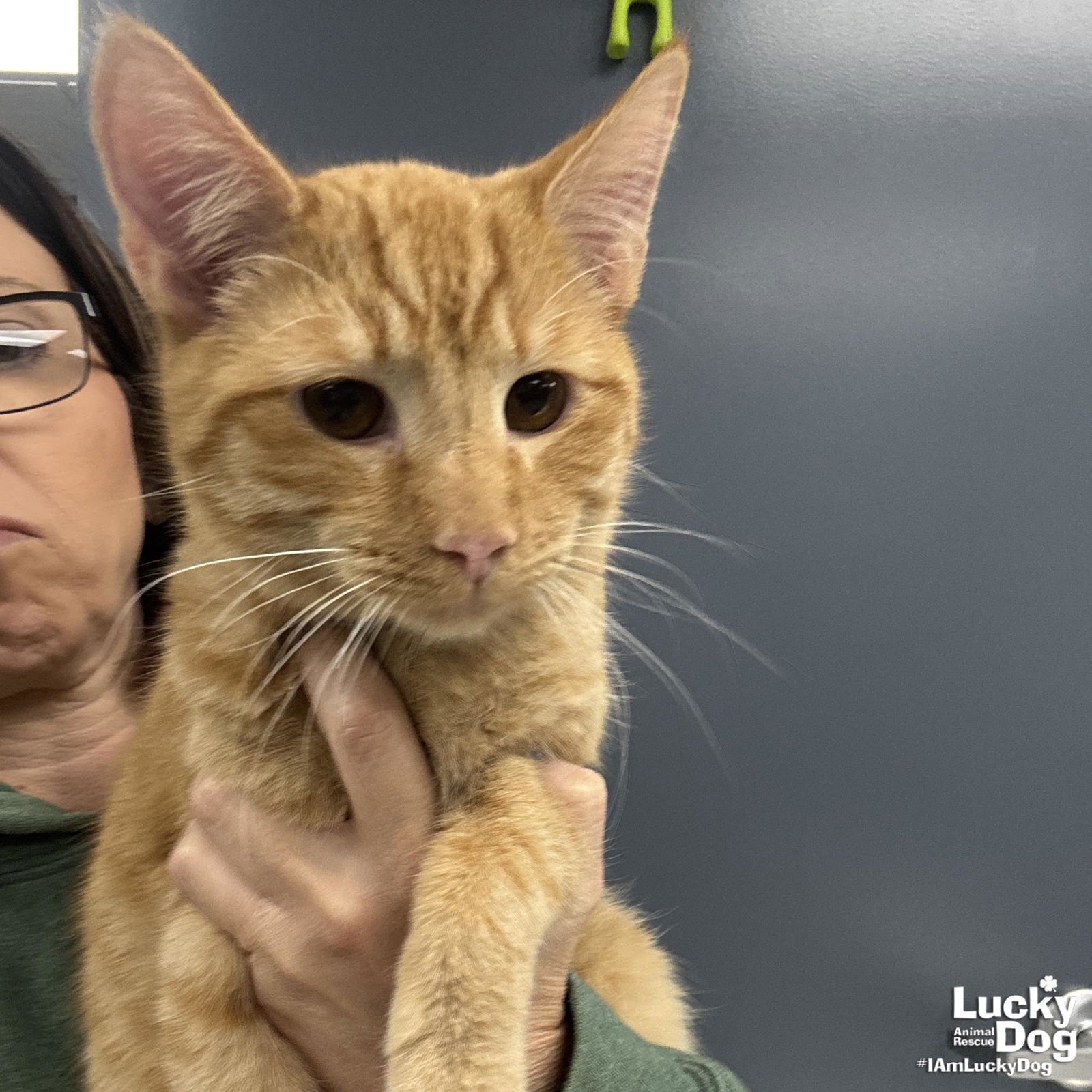 CHAD - Domestic Short Hair available for adoption