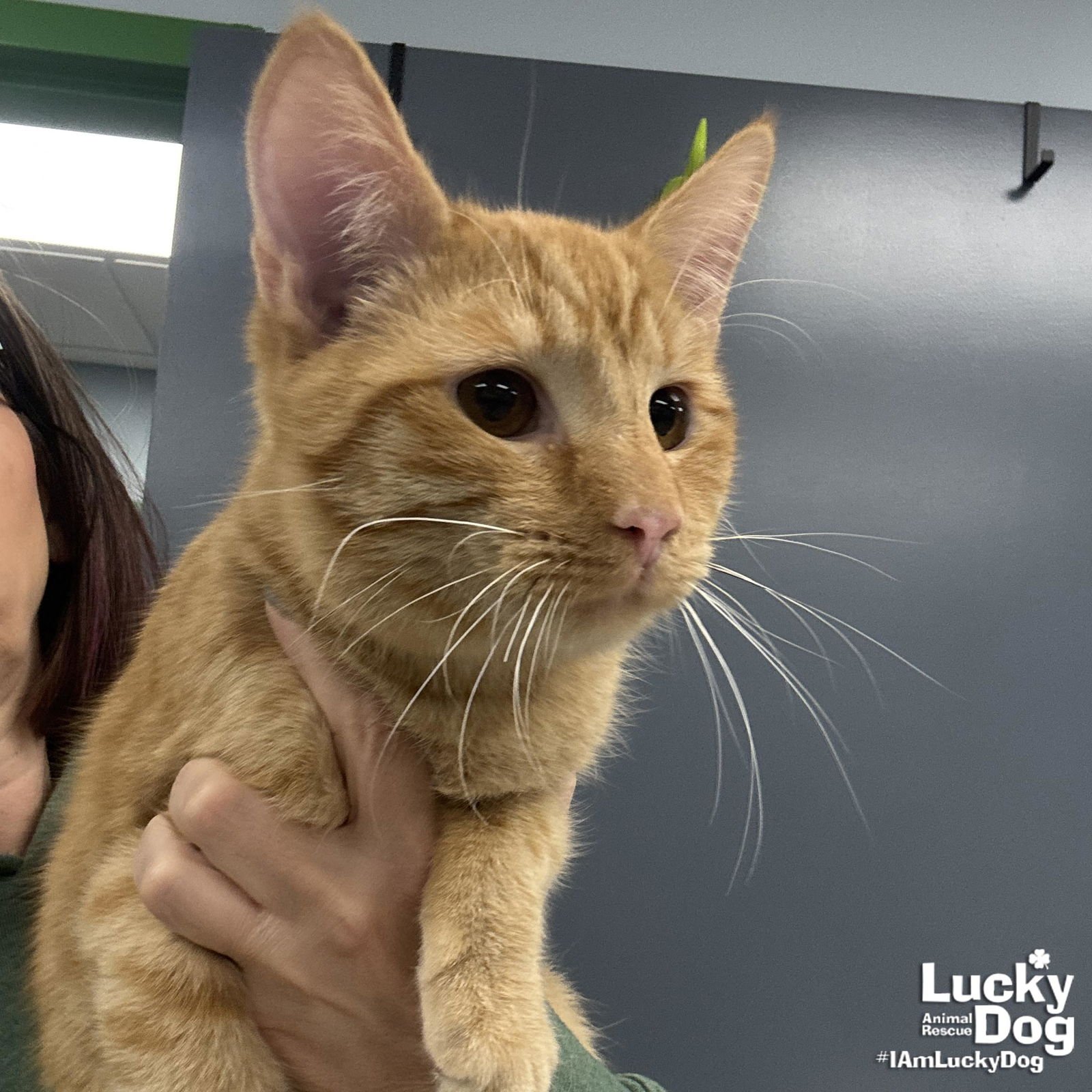 CHAD - Domestic Short Hair available for adoption