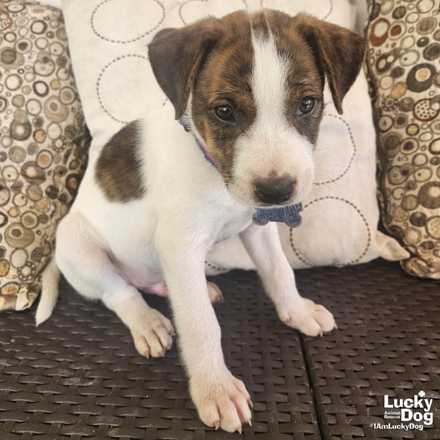 TRISTAN - Labrador Retriever available for adoption