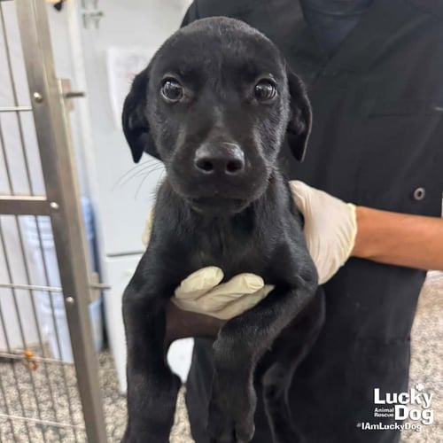 DEREK - Labrador Retriever available for adoption