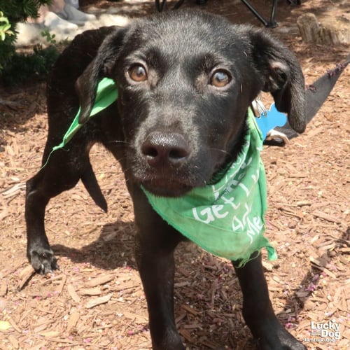 DEREK - Labrador Retriever available for adoption