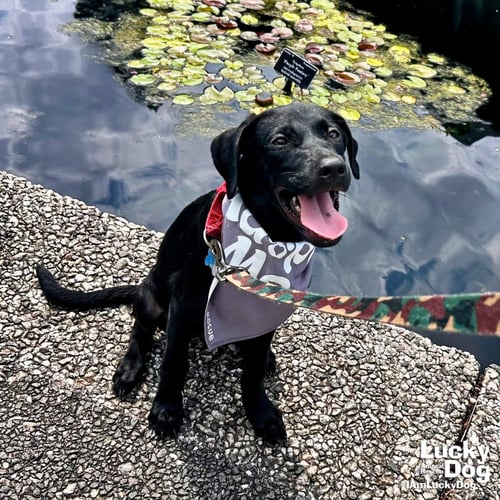 DEREK - Labrador Retriever available for adoption